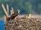 Closeup of an Osprey bird sitting on the edge of its nest with its hatchlings