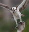 Closeup of an Osprey with a Fish