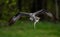 Closeup of an Osprey with a Fish