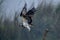 Closeup of an Osprey flying on a blurry background of bare trees
