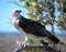 Closeup of an osprey at Hervey Bay, Queensland, Australia