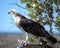 Closeup of an osprey at Hervey Bay, Queensland, Australia