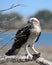 Closeup of an osprey at Hervey Bay, Queensland, Australia