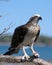 Closeup of an osprey at Hervey Bay, Queensland, Australia