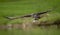 Closeup of an Osprey hunting for a Fish