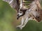 Closeup of an Osprey hunting for a Fish