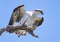 Closeup of an Osprey With the Last of His Fish Dinner Sitting on a Dead Tree Branch