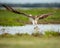 Closeup of an osprey taking a bath in the mud with open wings and blurred background