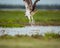 Closeup of an osprey taking a bath in the mud with open wings and blurred background