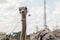 Closeup of an Ostrich being fed with grass. Antenna, buildings and clouds in background