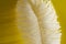 Closeup of Ostrich feather over bright yellow background with shadow
