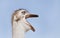 Closeup of Ostrich making rumbling sound