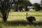 Closeup of a ostrich during safari in Tarangire National Park, Tanzania