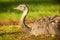Closeup of an ostrich sitting in green grass at golden hour
