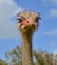 Closeup of ostrich staring at you