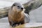 Closeup otter on rock