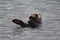 Closeup of otter swimming in icy Alaska waters