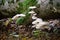 Closeup of Oudemansiella mucida, commonly known as porcelain fungus.