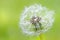 Closeup of over bloomed dandelion