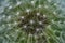 Closeup of a overblown dandelion flower