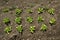 Closeup overhead shot of crop growing out of the soil - concept of farming