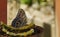 Closeup of an owl butterfly perched on a pineapple slice