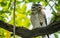 Closeup of Owl with green leaves