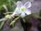 Closeup Oxalis triangularis flower, commonly called false shamrock whit blurred background.