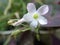 Closeup Oxalis triangularis flower, commonly called false shamrock whit blurred background