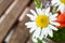 Closeup of an oxeye daisy in a pot under the sunlight with a blurry background