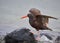Closeup of an Oystercatcher (Haematopus) on a stone in a river against blurred background