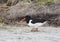 Closeup of an oystercatcher searching for Food, in the Peninsula Nordstrand, Germany