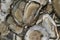 Closeup of oysters, seafood, served on a plate