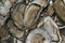 Closeup of oysters, seafood, served on a plate