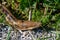 A closeup of Pacific banana slug crawling on the ground.