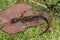 Closeup on the Pacific longtoed mole salamander, Ambystoma macrodactylum form Oregon