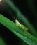 Closeup of paddy field crop