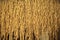 Closeup Paddy grains or rice hanging  Organic Paddy rice  Paddy rice background