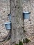 Closeup of Pails and taps on maple trees to collect sap