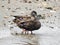 Closeup of Pair of American Ducks Standing on Beach in Bayonne New Jersey