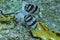 Closeup of a pair of Banded Butterflyfish swimming in the sea