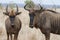 Closeup pair of Blue Wildebeest gnu