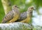 Closeup of A Pair of Doves Perched Side by Side in a Tree