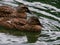 Closeup of a pair of ducks swimming in a lake