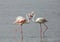 Closeup of a pair of Flamingos