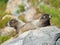 Closeup of a Pair of Hoary Marmots on a Rock, Mount Rainier, Wa