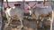 A closeup of a pair of Indian white bulls tied with rope in a barn