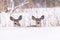 Closeup of a pair of mule deer in a snowy field under the sunlight with a blurry background