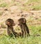 Closeup of a pair of Olive Baboon young