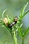 closeup the pair of orange black color firefly beetle insect hold on lady finger plant leaf soft focus natural green brown